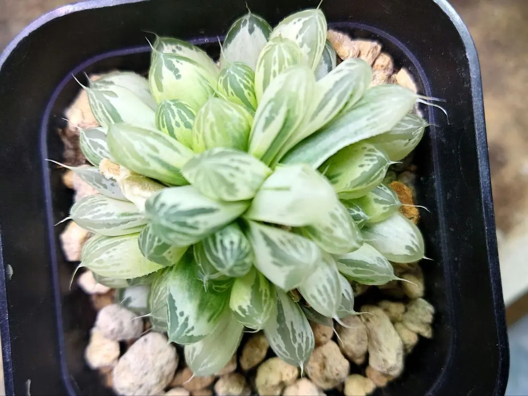 2026年最新】白狐伝 ハオルチアの人気アイテム - メルカリ