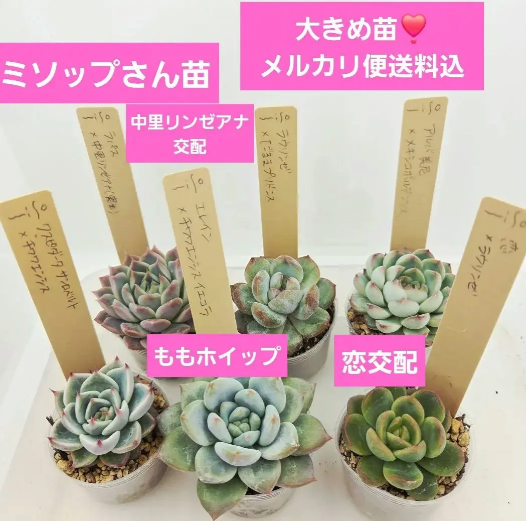 2026年最新】おらいさん リンゼアナ実生の人気アイテム - メルカリ