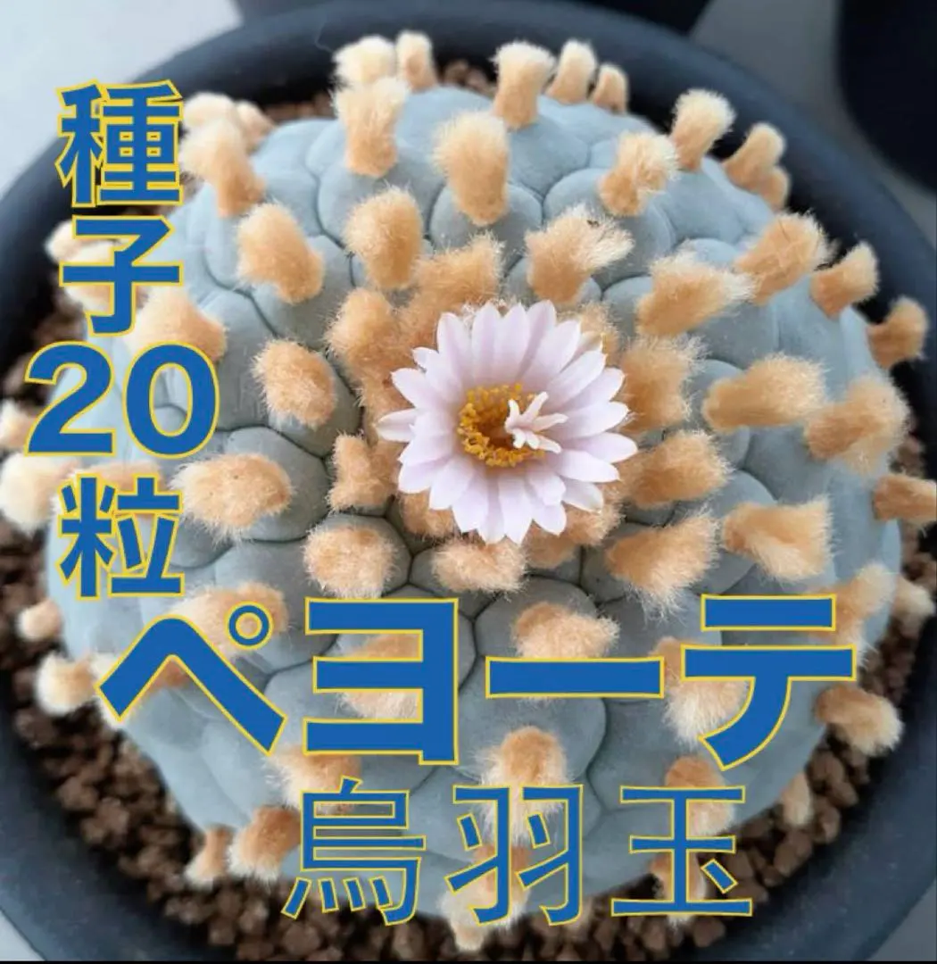 2026年最新】烏羽玉の人気アイテム - メルカリ