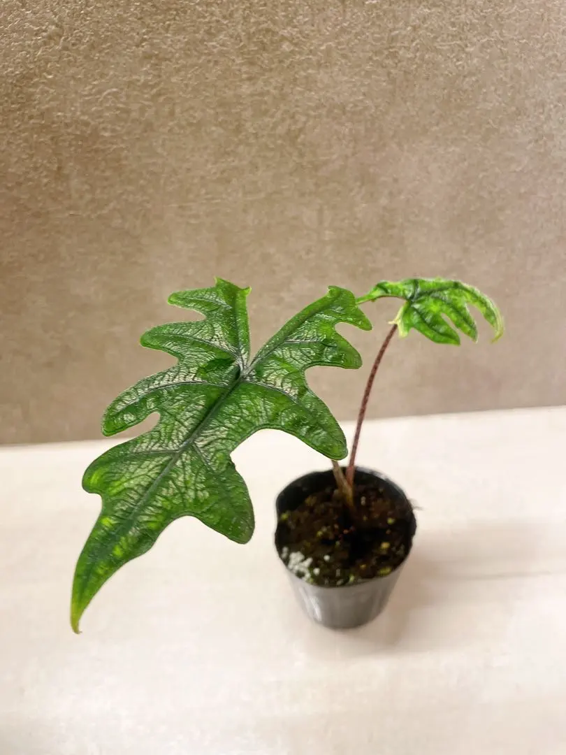 2026年最新】アロカシア ジャックリンの人気アイテム - メルカリ