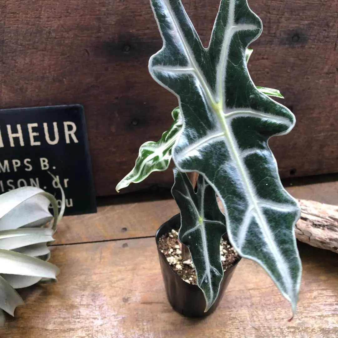 2026年最新】アロカシア ノビリスの人気アイテム - メルカリ