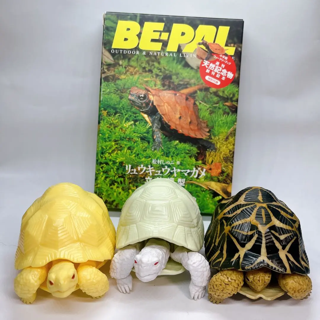 2026年最新】リュウキュウヤマガメの人気アイテム - メルカリ