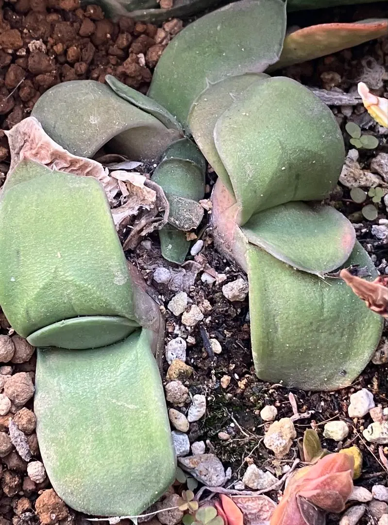 2026年最新】ガステリア属の人気アイテム - メルカリ