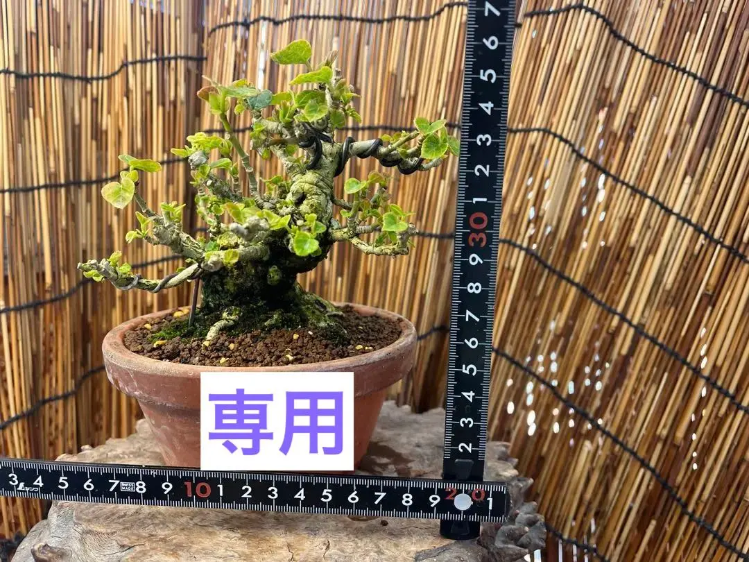 2026年最新】ユウナ 盆栽の人気アイテム - メルカリ