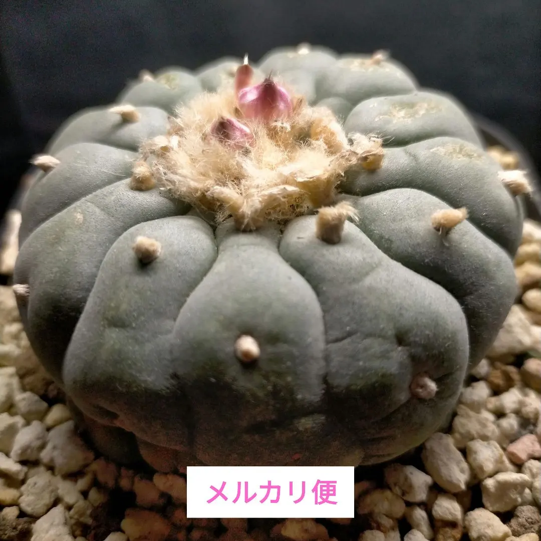 2026年最新】疣銀冠の人気アイテム - メルカリ