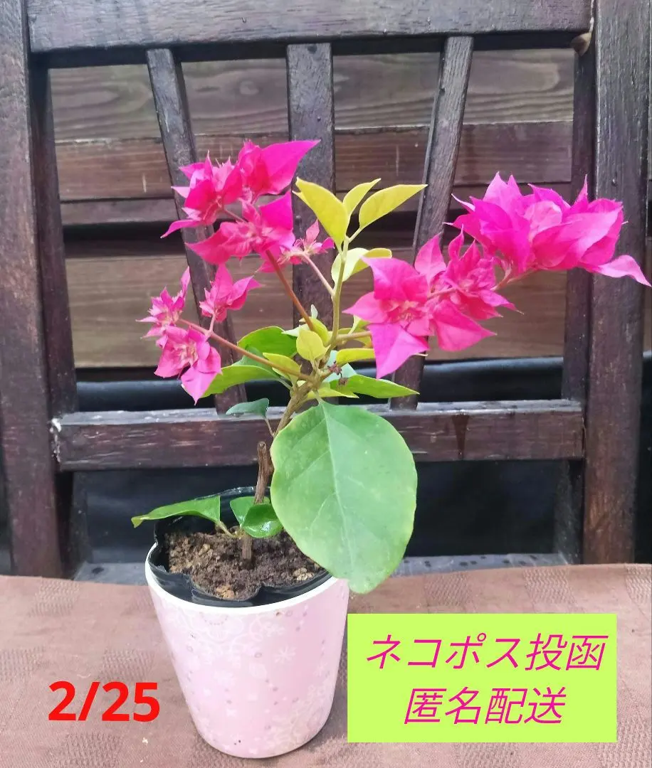 2026年最新】ブーゲンビリア 盆栽の人気アイテム - メルカリ