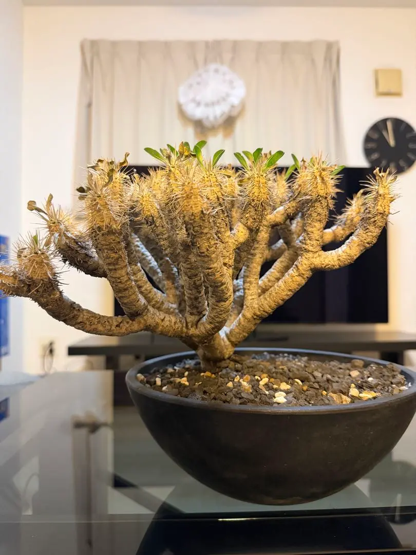 2026年最新】ギラウミニアナ 現地球の人気アイテム - メルカリ