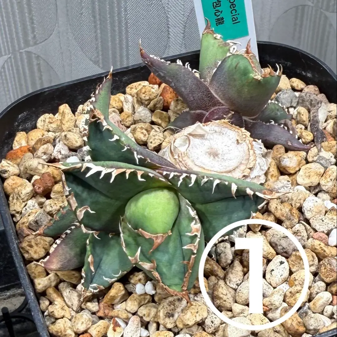 2026年最新】包心龍の人気アイテム - メルカリ