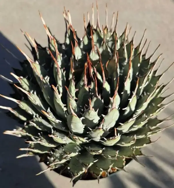 2026年最新】エボリスピナ 斑入りの人気アイテム - メルカリ