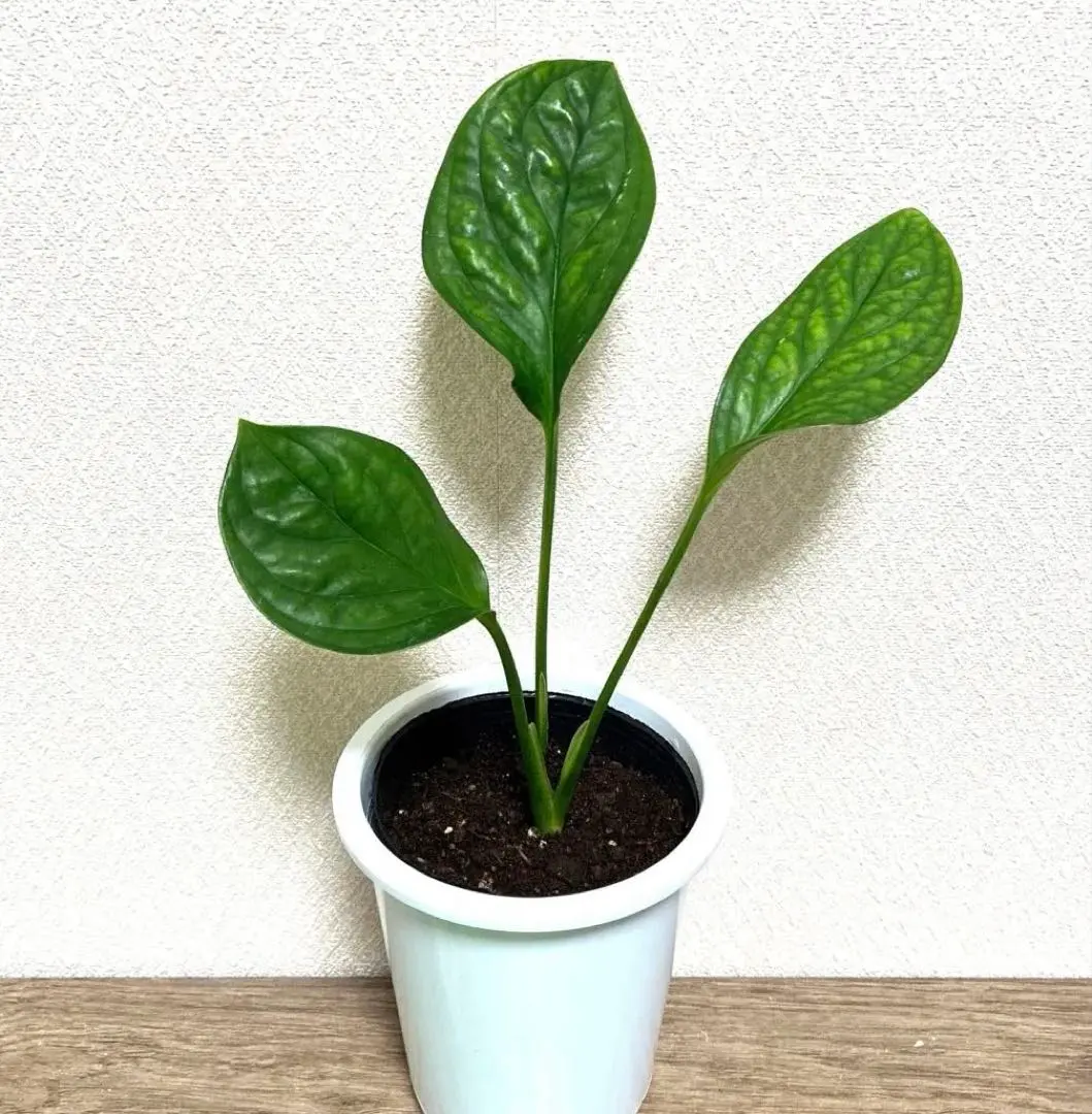 2026年最新】ジェイドウィングの人気アイテム - メルカリ