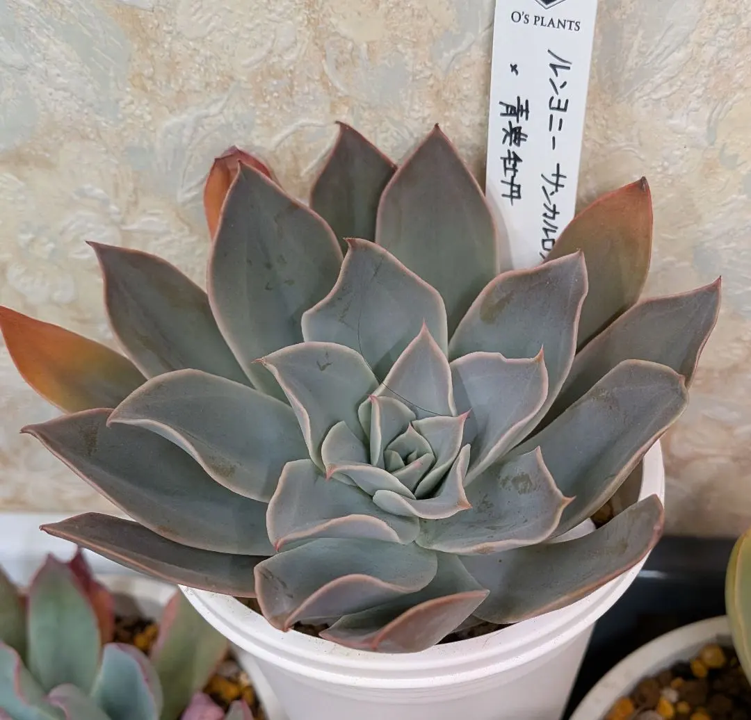 2026年最新】青典牡丹 多肉の人気アイテム - メルカリ