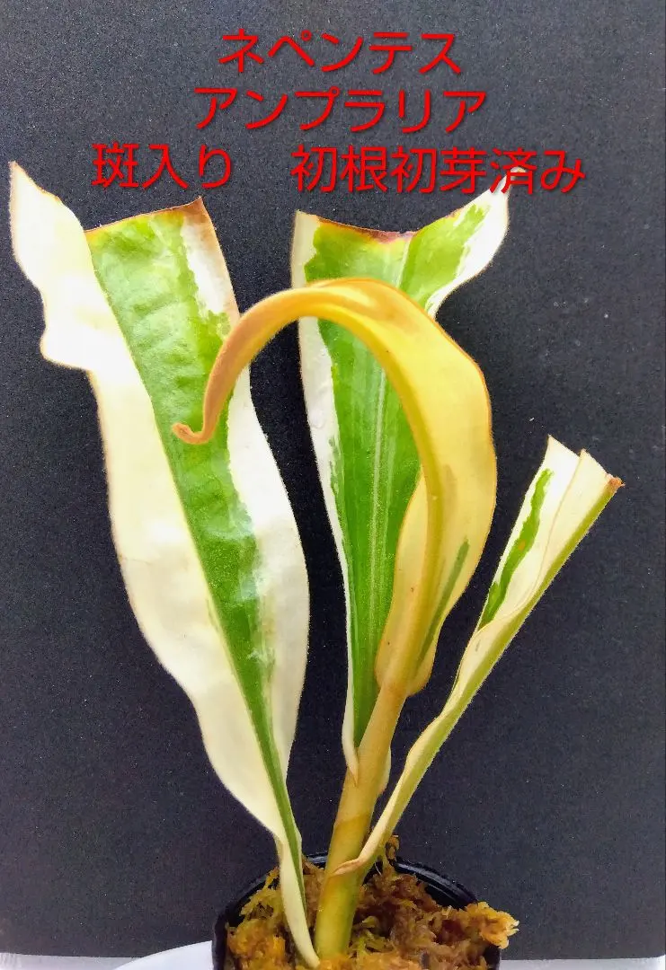 2026年最新】ネペンテス アンプラリアの人気アイテム - メルカリ