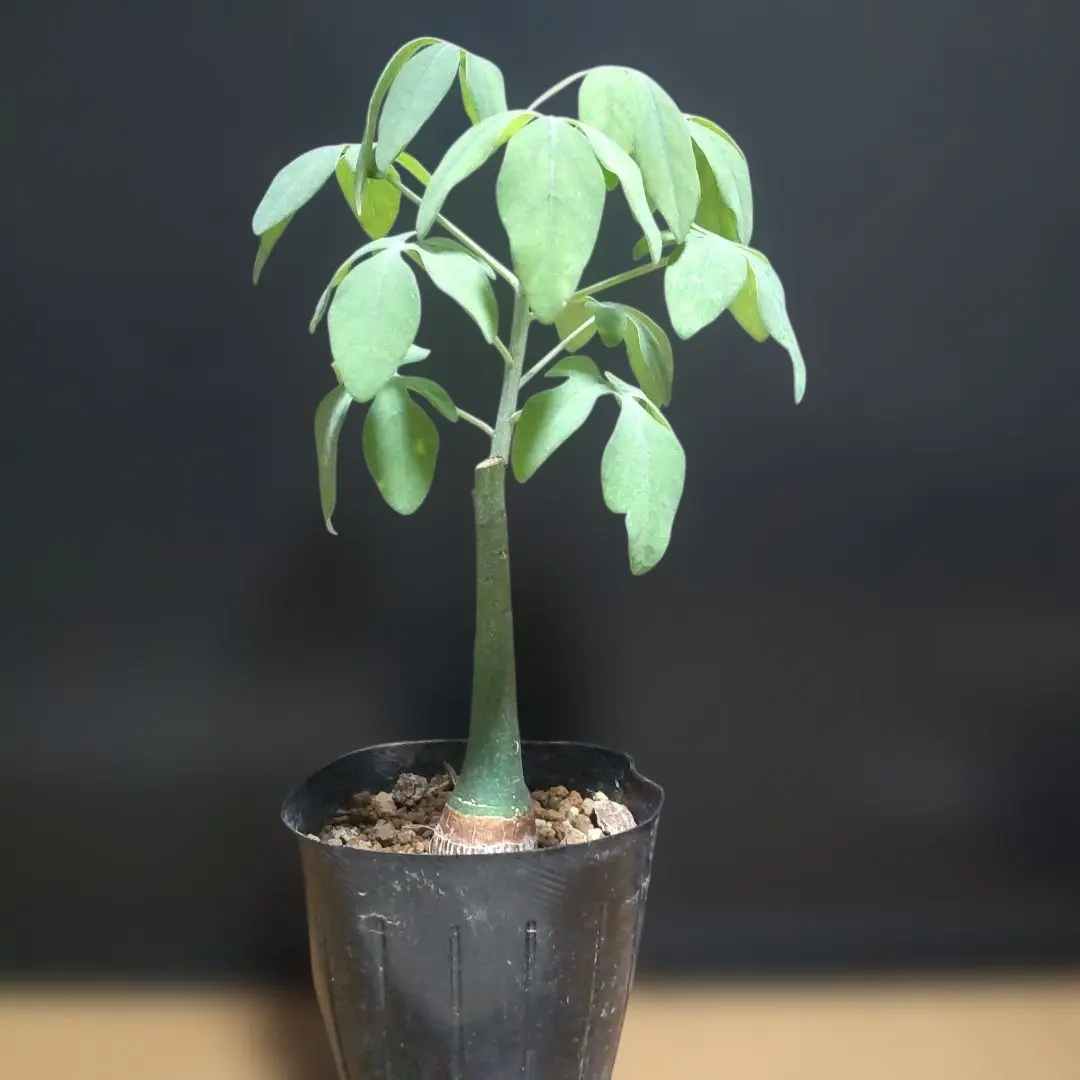 2026年最新】アデニア グラウカの人気アイテム - メルカリ