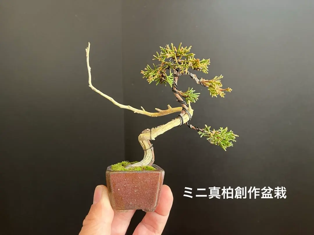 2026年最新】真柏 文人の人気アイテム - メルカリ