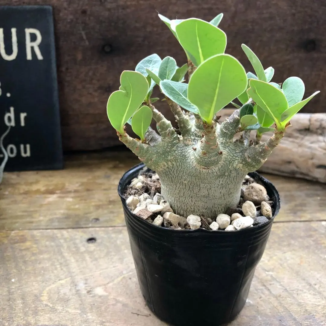 2026年最新】タコ足 アデニウムの人気アイテム - メルカリ