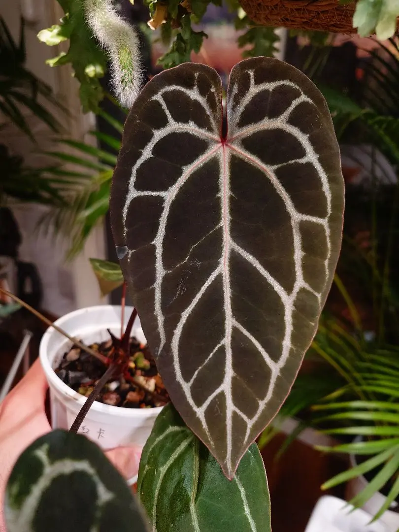 2026年最新】anthurium carlablackiaeの人気アイテム - メルカリ
