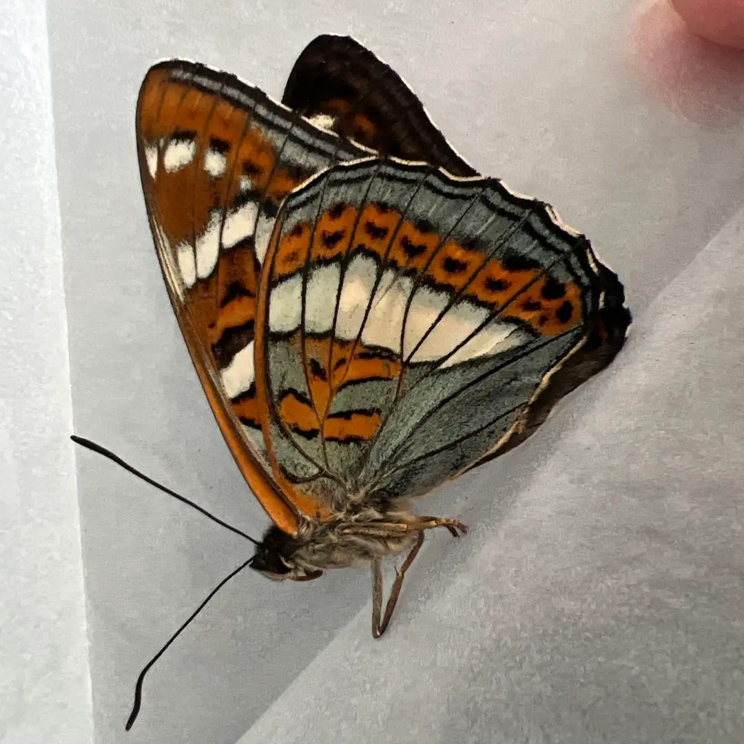 2026年最新】オオイチモンジの人気アイテム - メルカリ