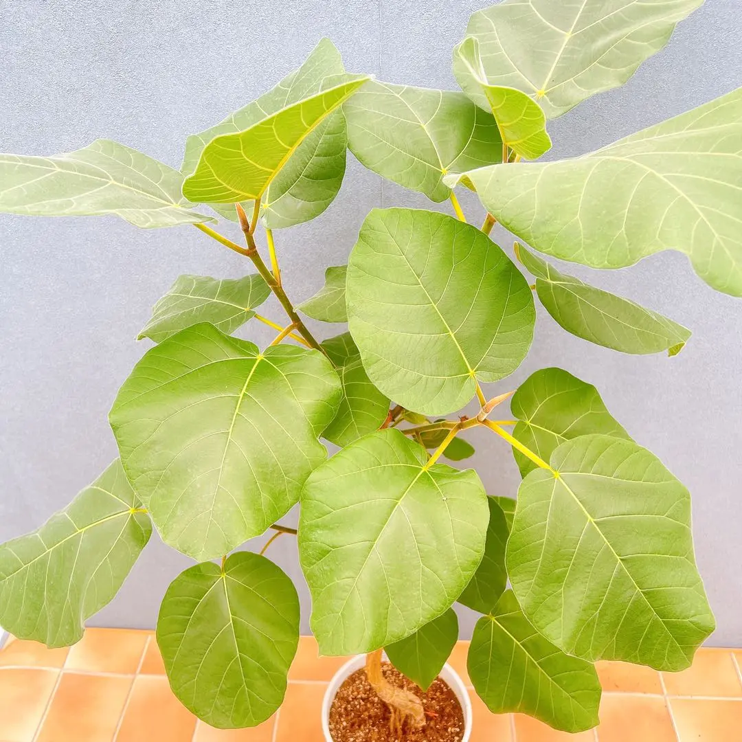 2026年最新】フィカス エベレストの人気アイテム - メルカリ