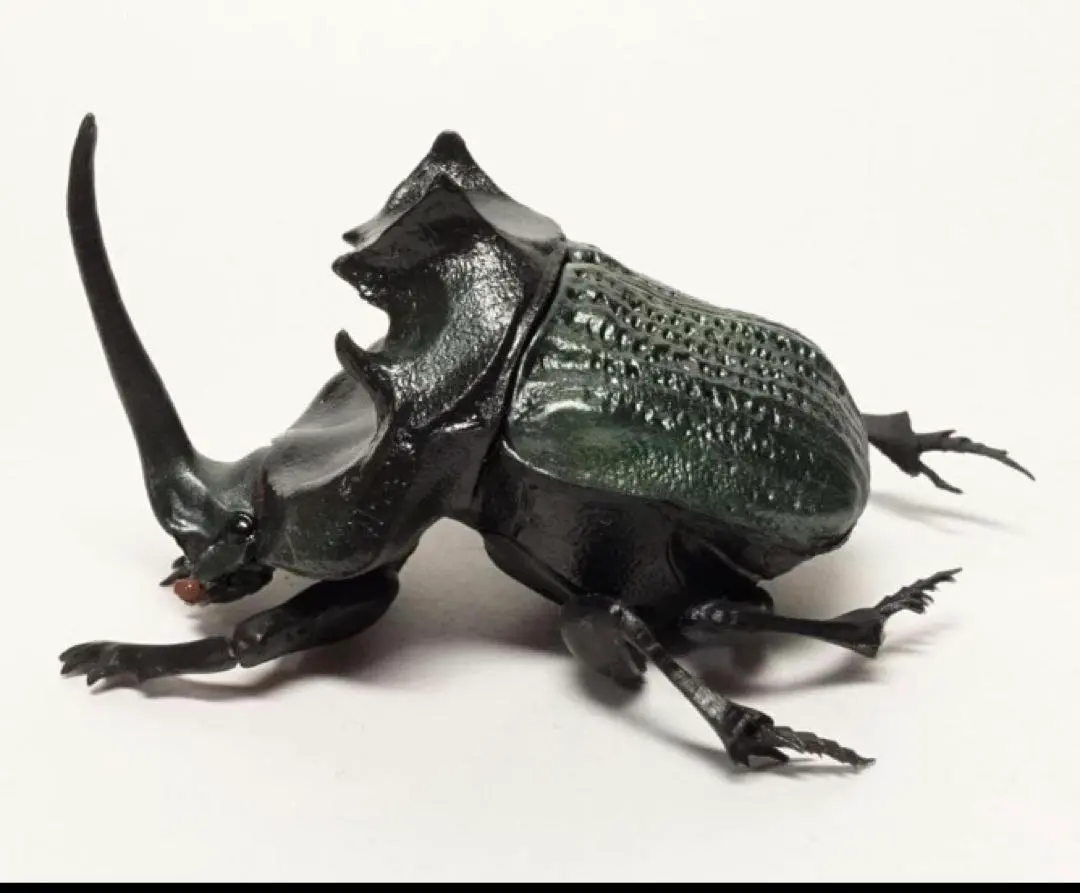 2026年最新】ダイコクコガネ 標本の人気アイテム - メルカリ