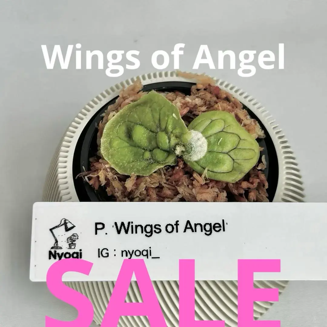 2026年最新】フィッシュボーン ビカクシダの人気アイテム - メルカリ