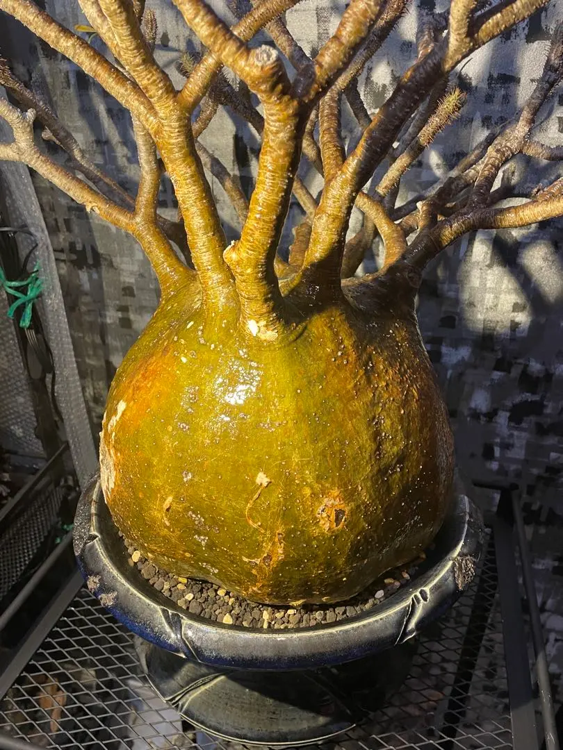 2026年最新】ワイルドヘブン 鉢の人気アイテム - メルカリ