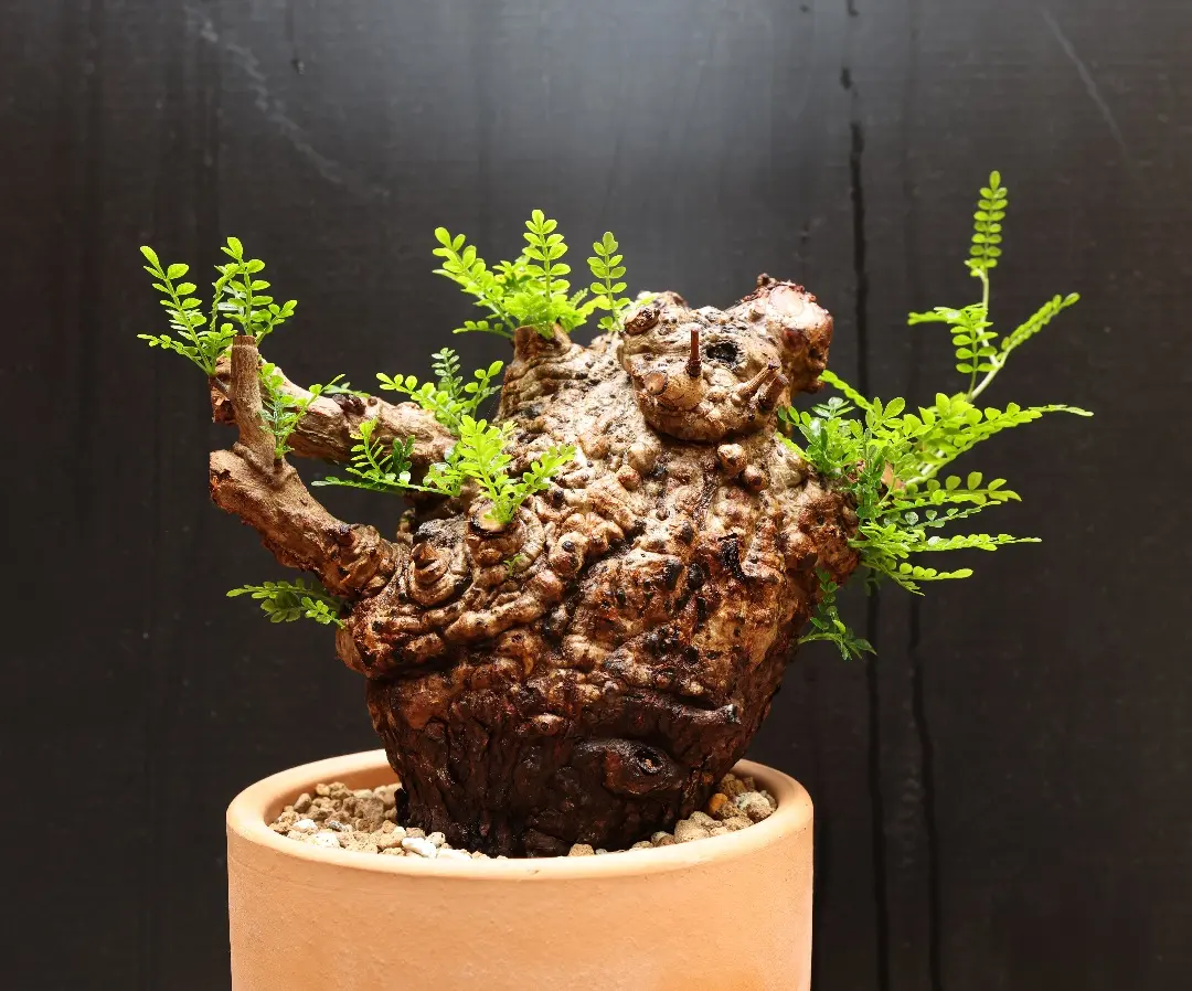 2026年最新】オペルクリカリア パキプス ベアルートの人気アイテム