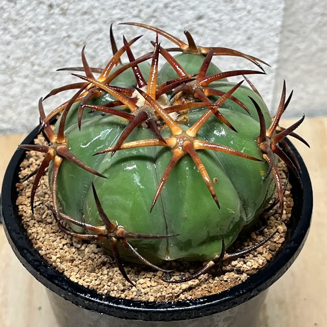2026年最新】エキノカクタス雷帝の人気アイテム - メルカリ
