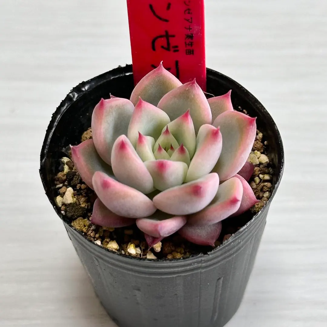 2026年最新】臼田リンゼアナの人気アイテム - メルカリ