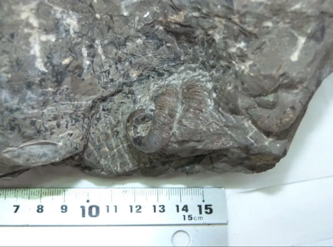 2026年最新】異常巻きアンモナイトの人気アイテム - メルカリ