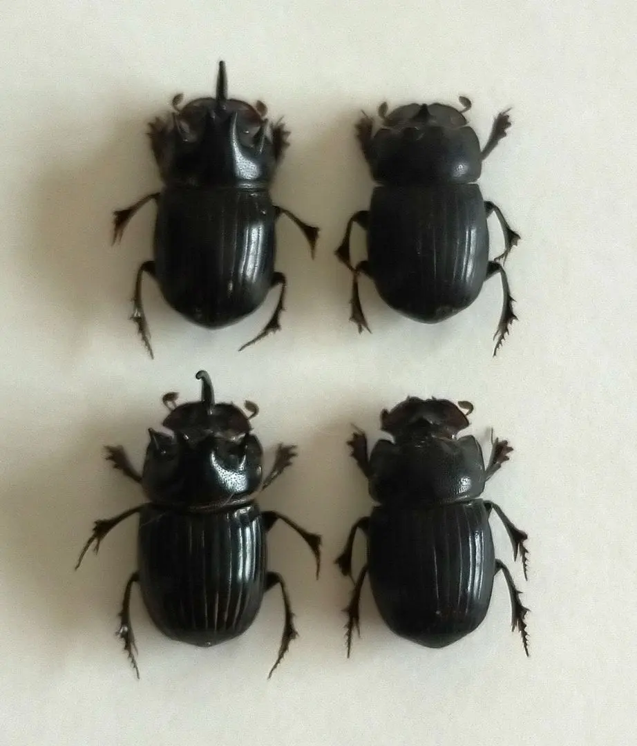 2026年最新】ダイコクコガネ 標本の人気アイテム - メルカリ