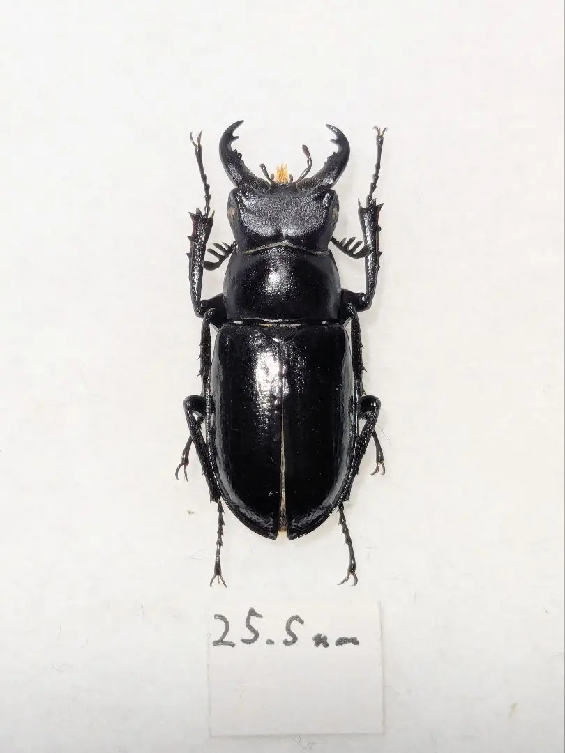 2026年最新】ミクラ 標本の人気アイテム - メルカリ