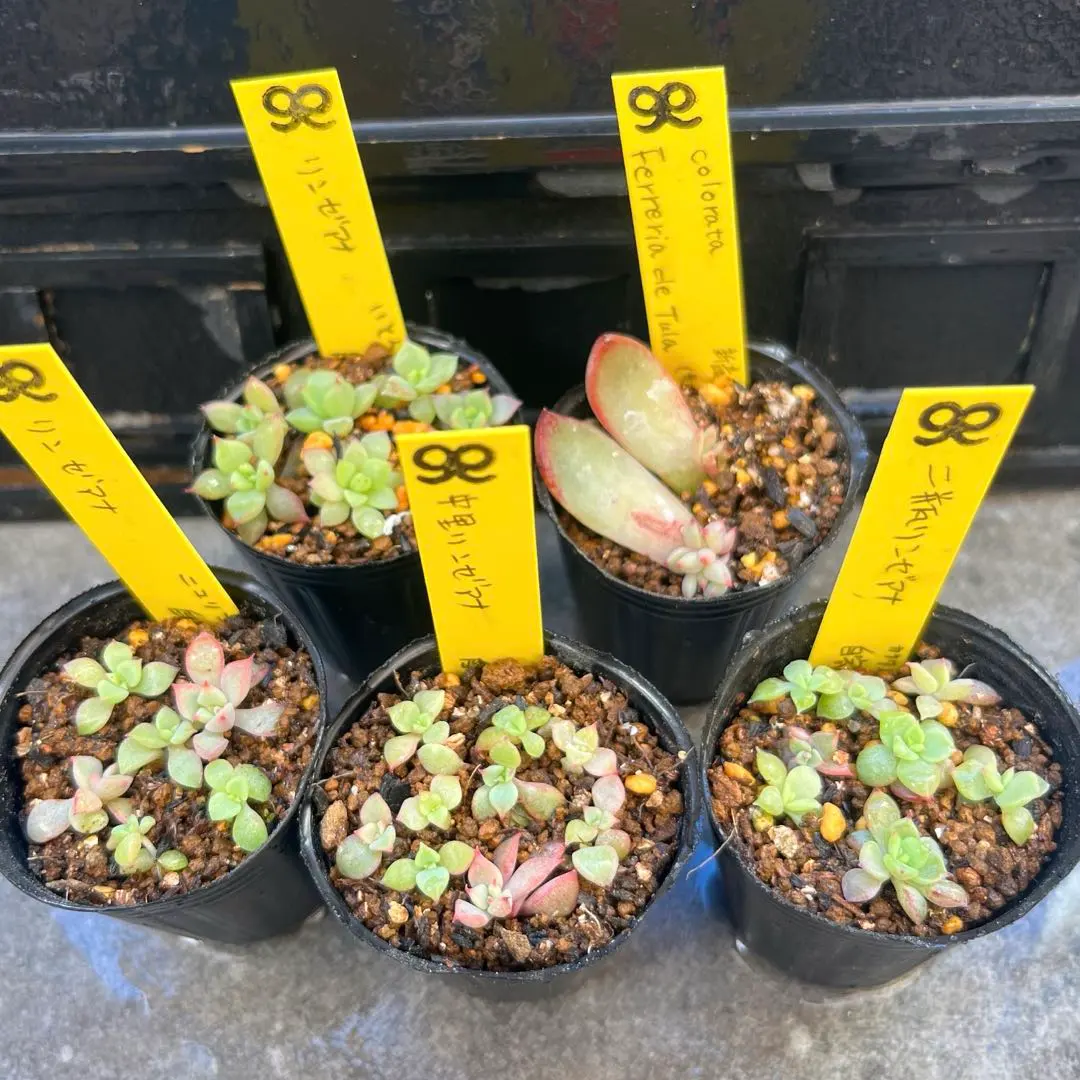 2026年最新】二瓶 リンゼアナの人気アイテム - メルカリ