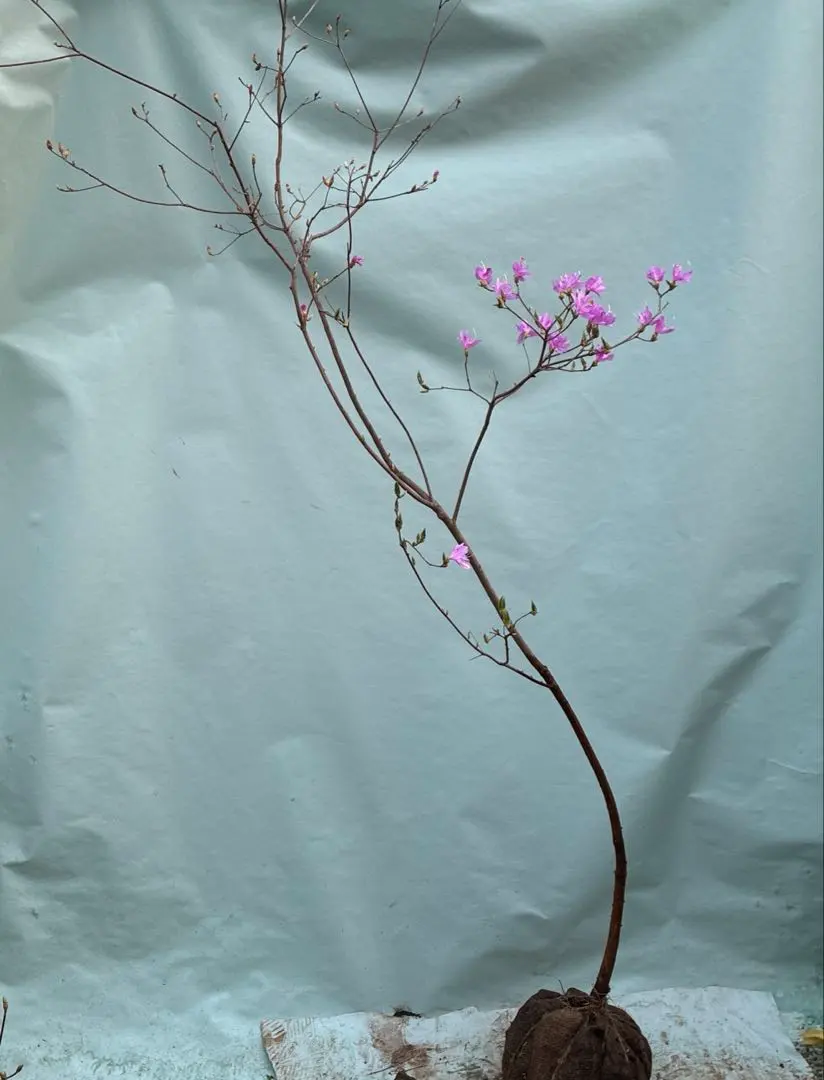 2026年最新】ミツバツツジの人気アイテム - メルカリ