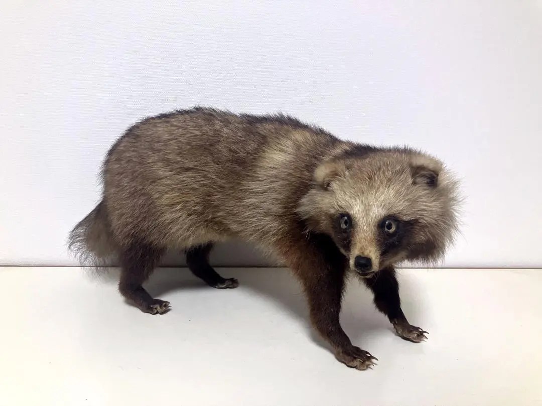 2026年最新】タヌキ 剥製の人気アイテム - メルカリ