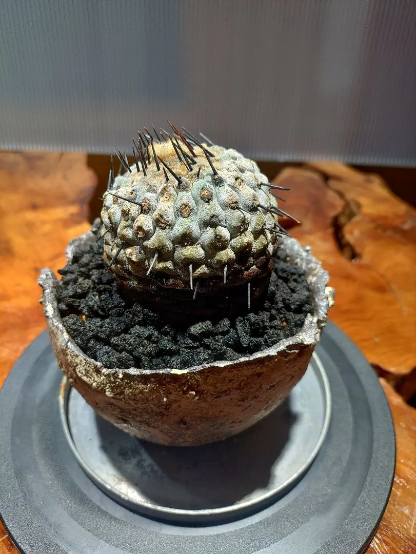 2026年最新】たけろうポット 鉢の人気アイテム - メルカリ