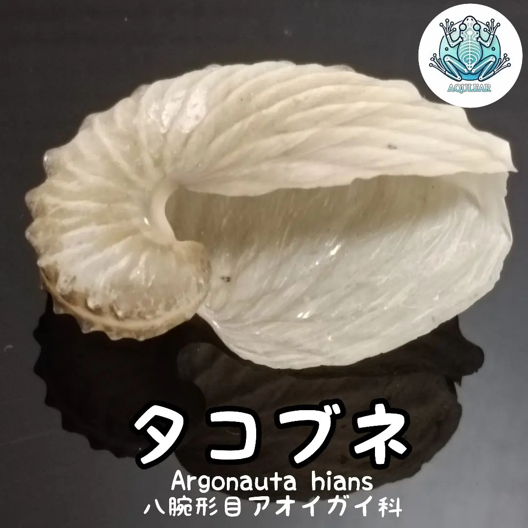 2026年最新】アオイガイの人気アイテム - メルカリ