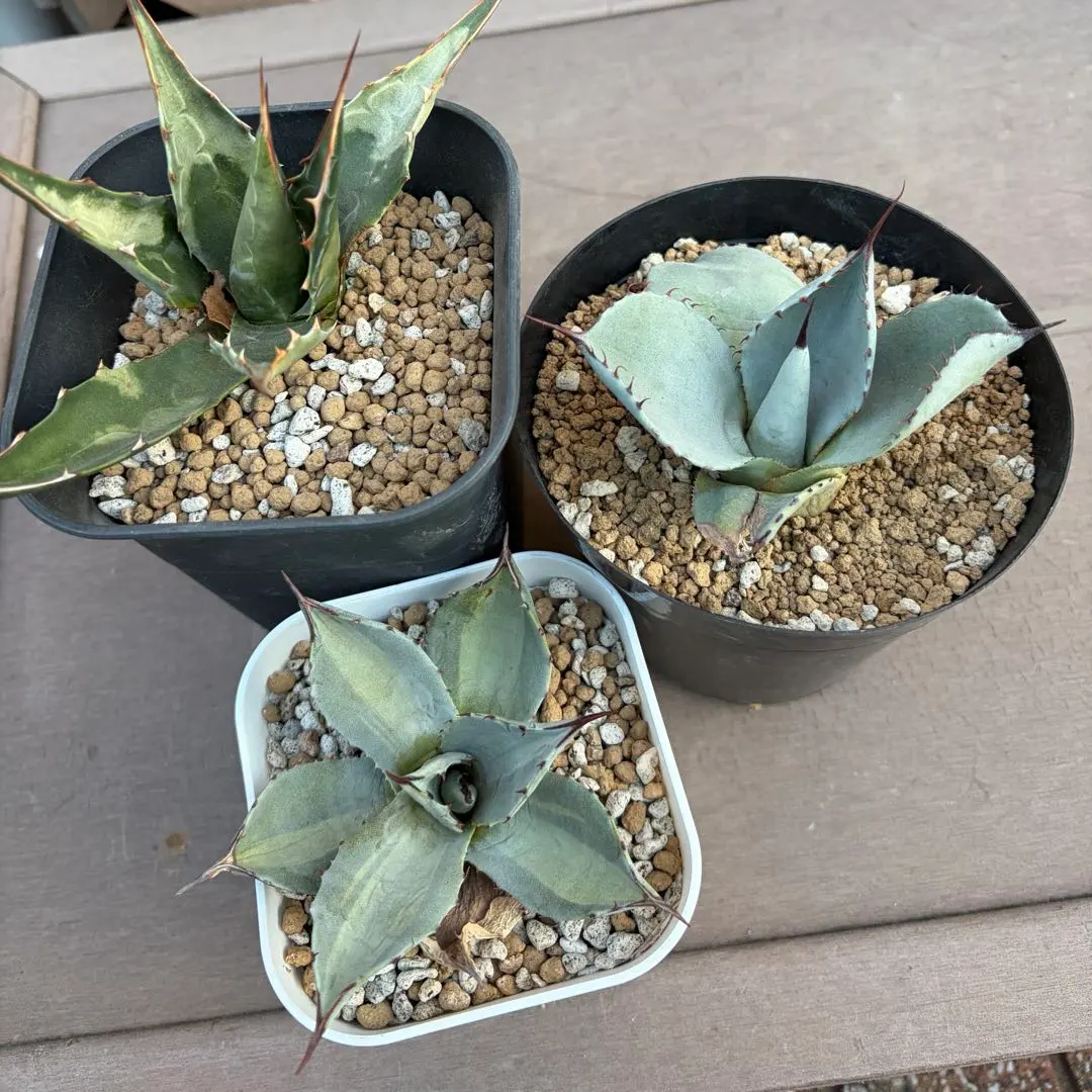 2026年最新】アガベ トランカータ ハンティントンの人気アイテム