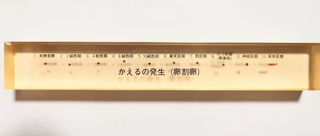 2026年最新】京都科学標本の人気アイテム - メルカリ