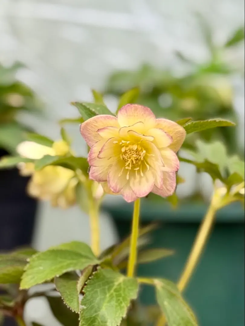 2026年最新】大木ナーサリーの人気アイテム - メルカリ