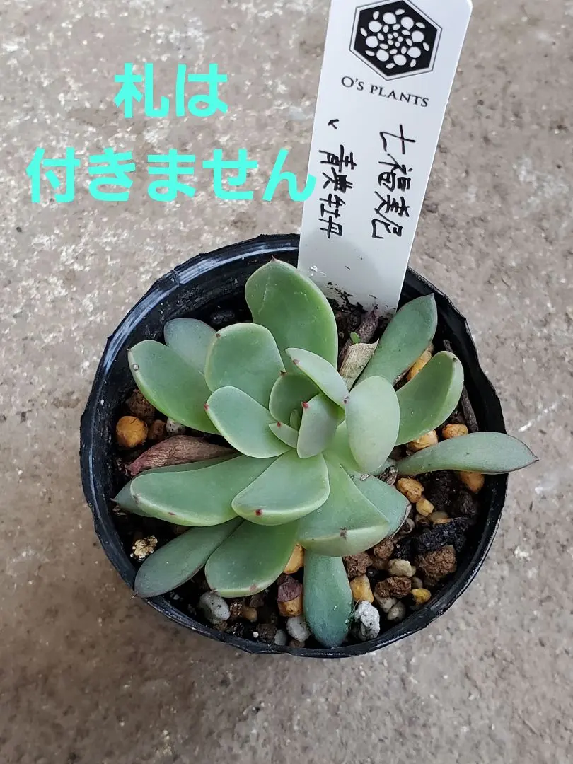 2026年最新】青典牡丹 多肉の人気アイテム - メルカリ