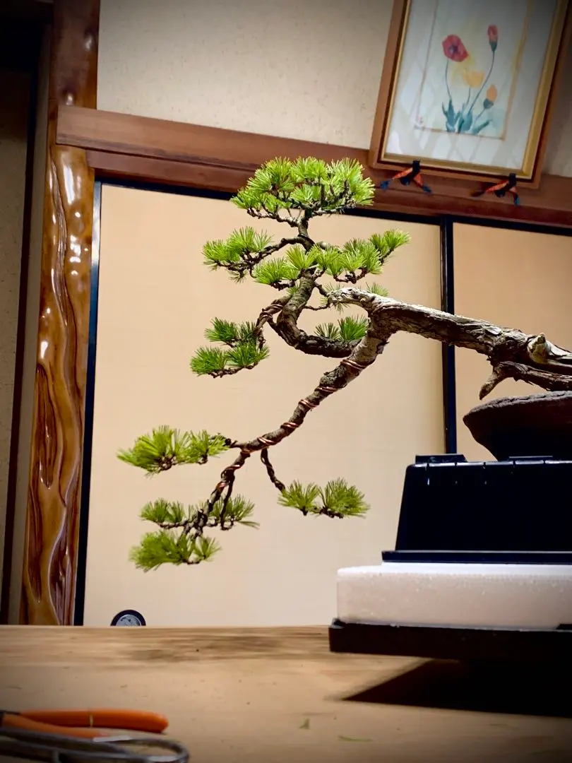 2026年最新】真柏 文人の人気アイテム - メルカリ