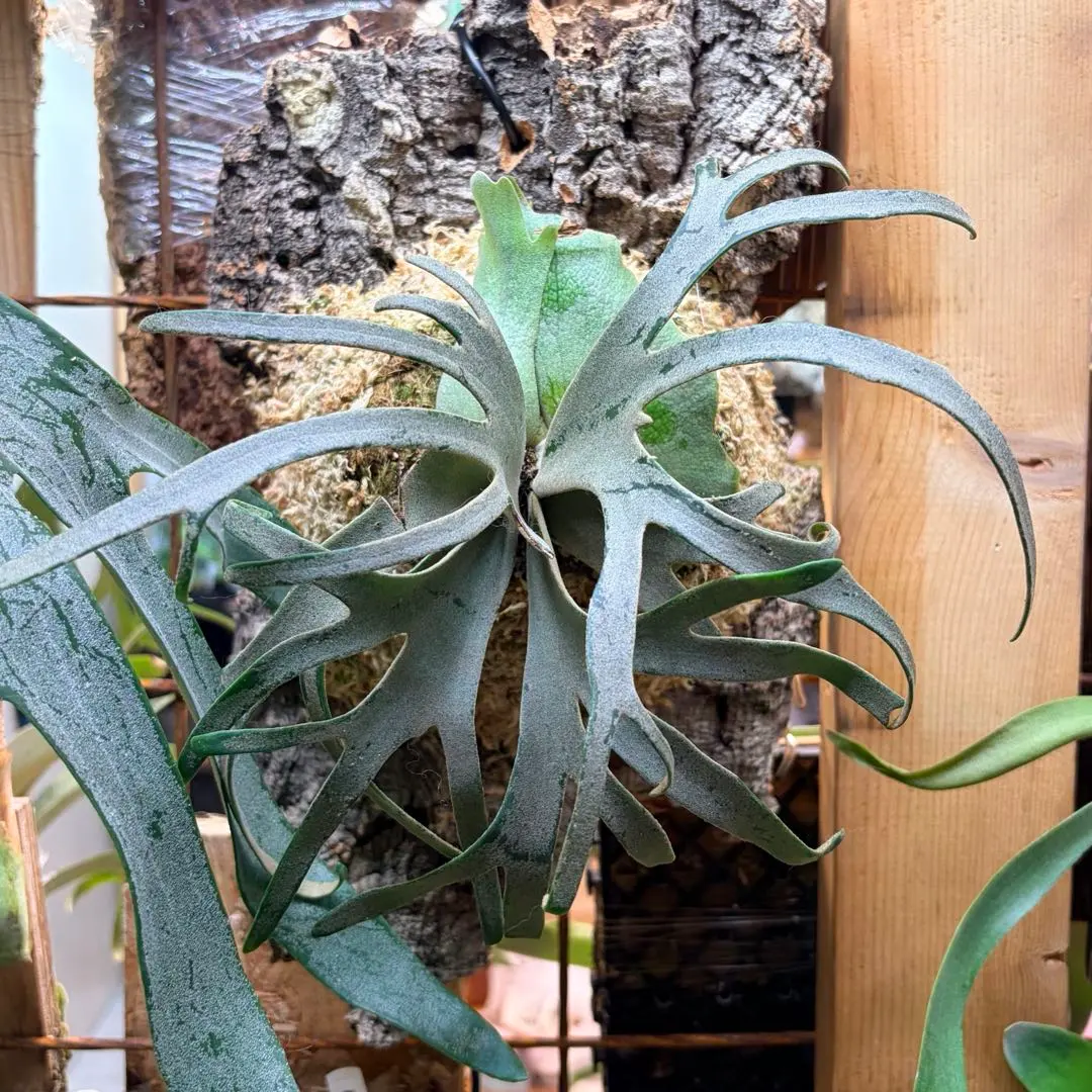 2026年最新】JeNny tcの人気アイテム - メルカリ