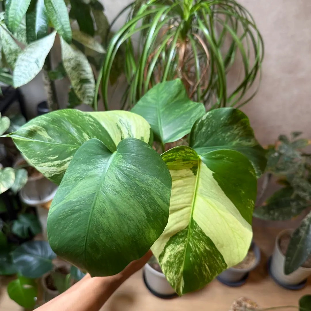 2026年最新】セブブルーミント モンステラの人気アイテム - メルカリ