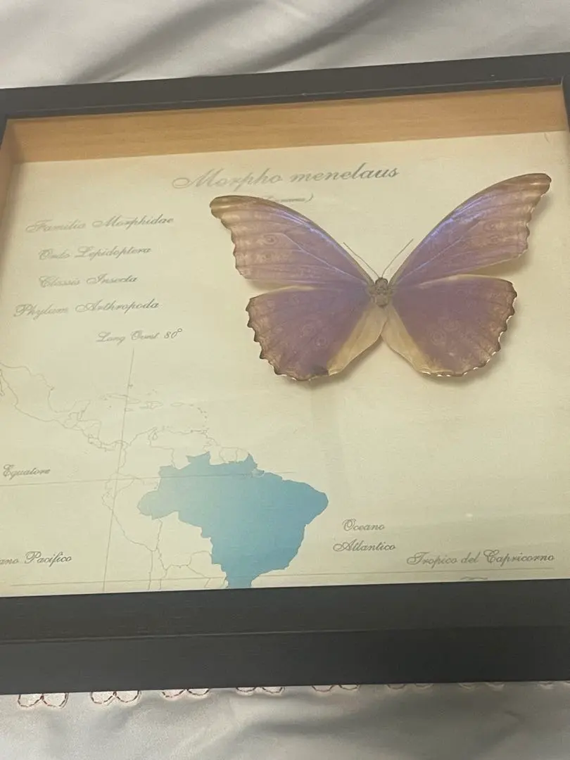 2026年最新】ブラジルモルフォ蝶壁掛けの人気アイテム - メルカリ