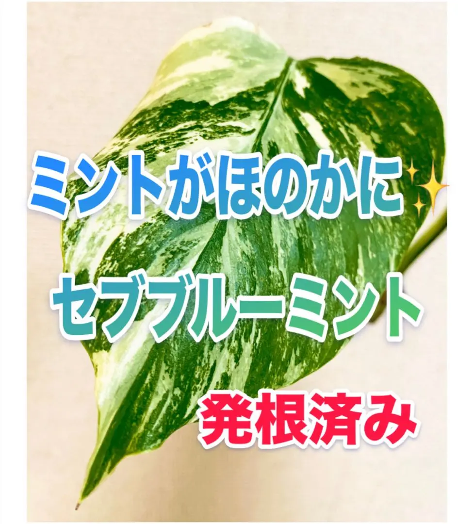 2026年最新】セブブルーミントの人気アイテム - メルカリ