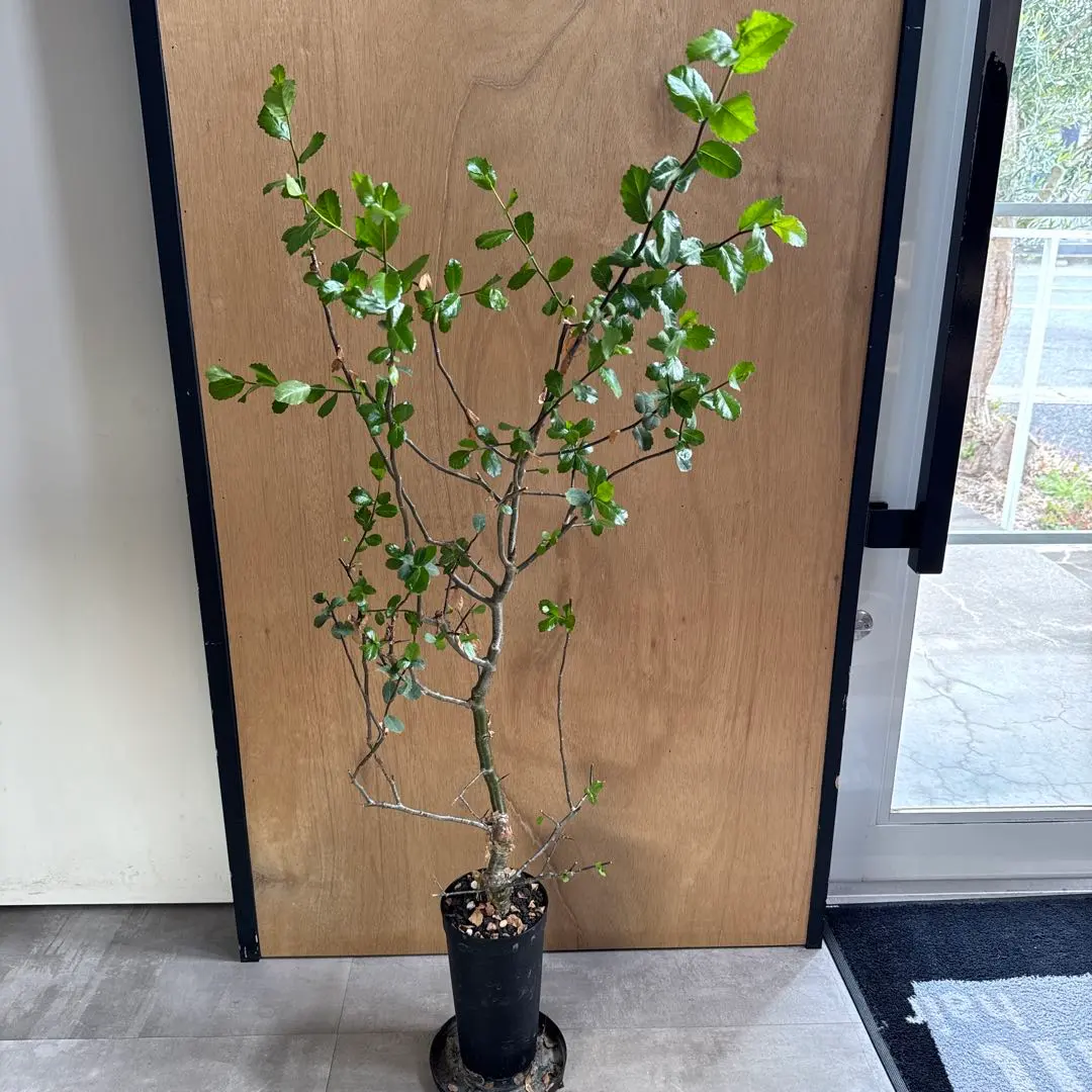 2026年最新】コミフォラ エイルの人気アイテム - メルカリ