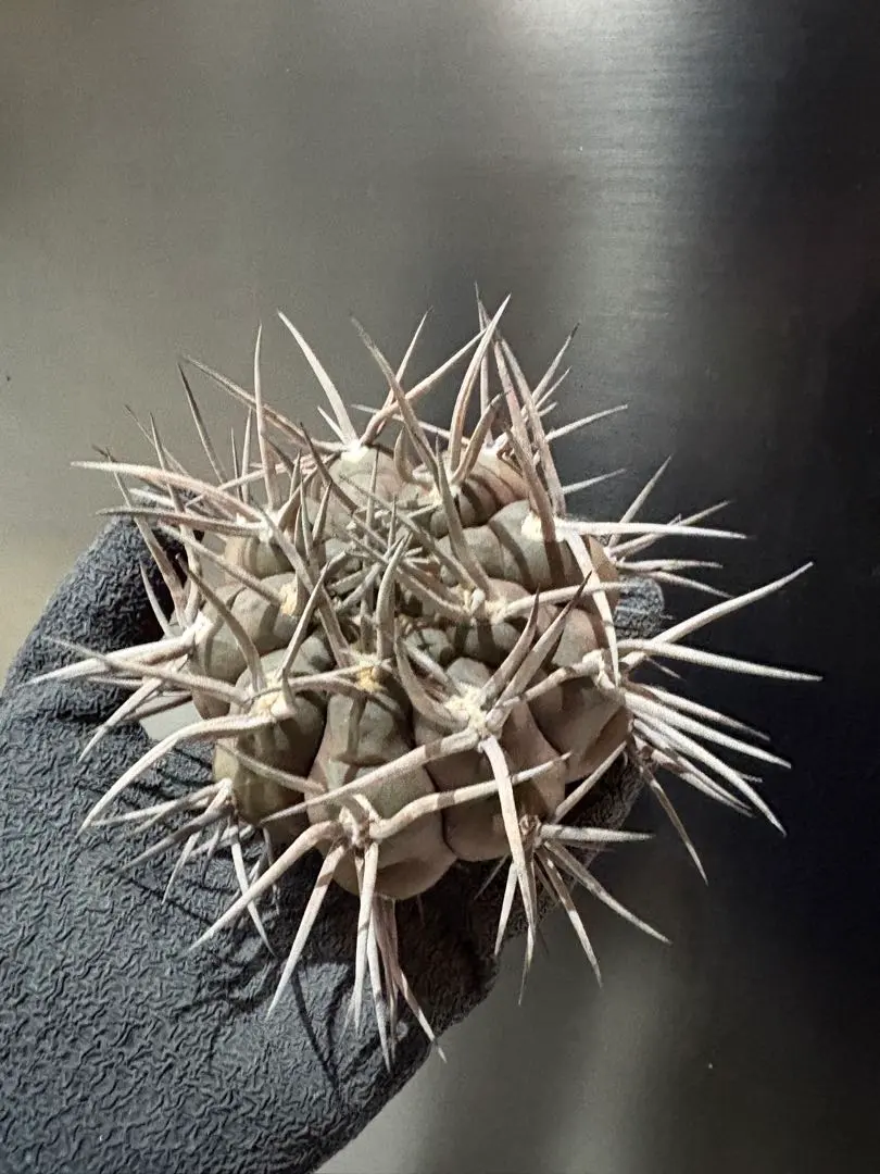 2026年最新】守金魔天竜の人気アイテム - メルカリ