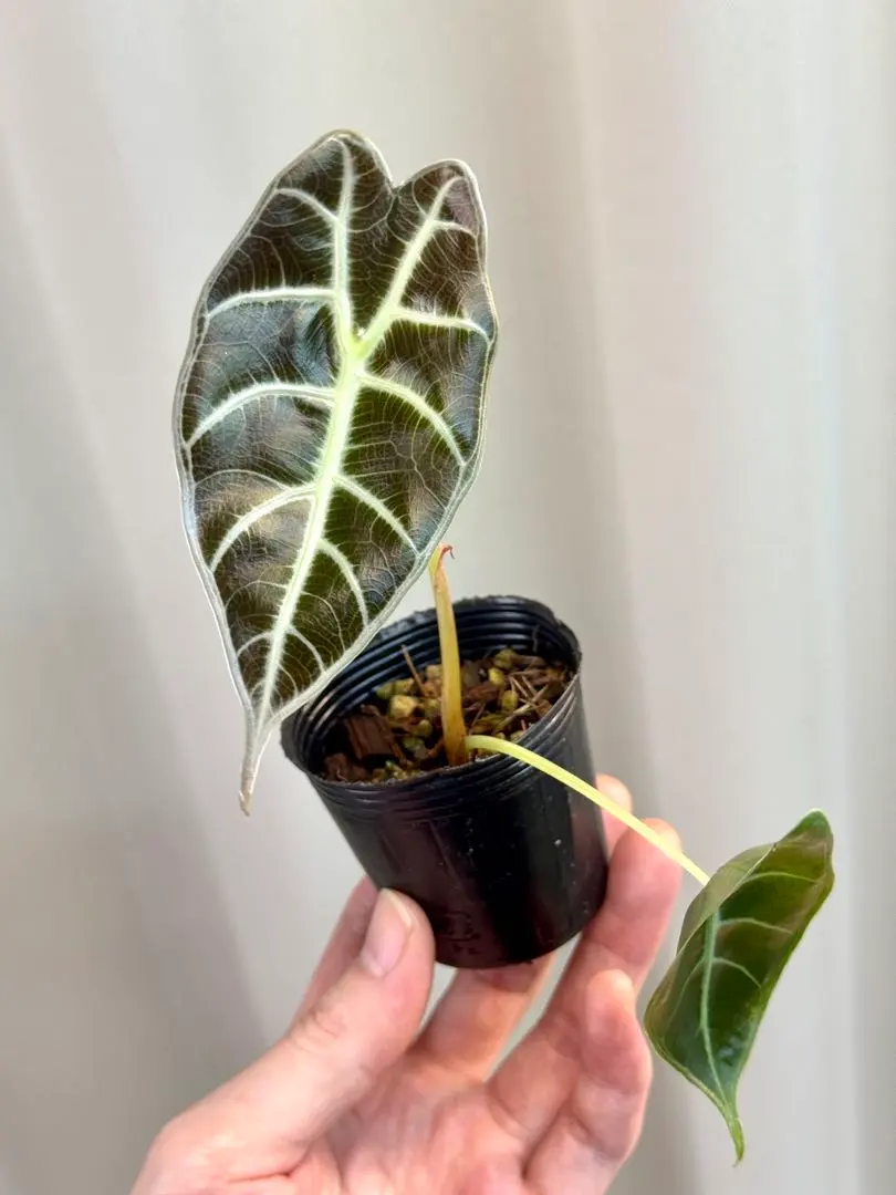 2026年最新】ワトソニアの人気アイテム - メルカリ