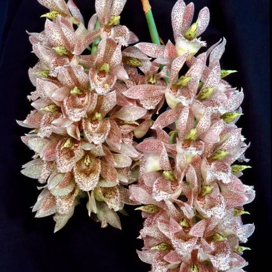 2026年最新】カタセタムの人気アイテム - メルカリ