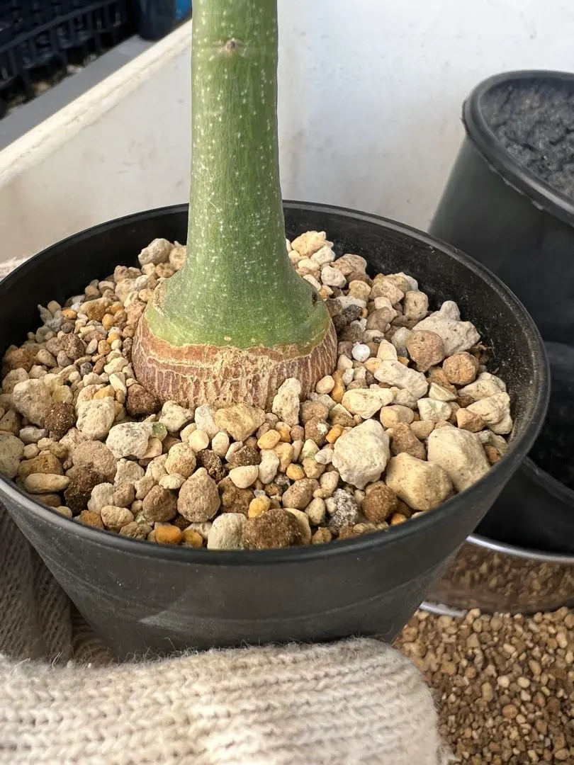 2026年最新】アデニア グラウカの人気アイテム - メルカリ